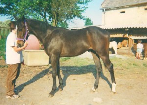 Obrazek