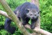 Z 4 Binturong_in_Overloon.jpg
